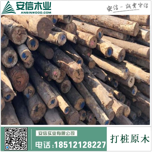探寻上海打桩木的故乡插图1