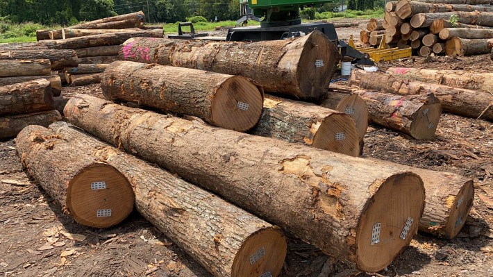 栎木(橡木)木材，经纵锯、纵切、刨切或旋切，厚＞6mm（HS 44079100）中国进口商排名（按进口额排名)缩略图