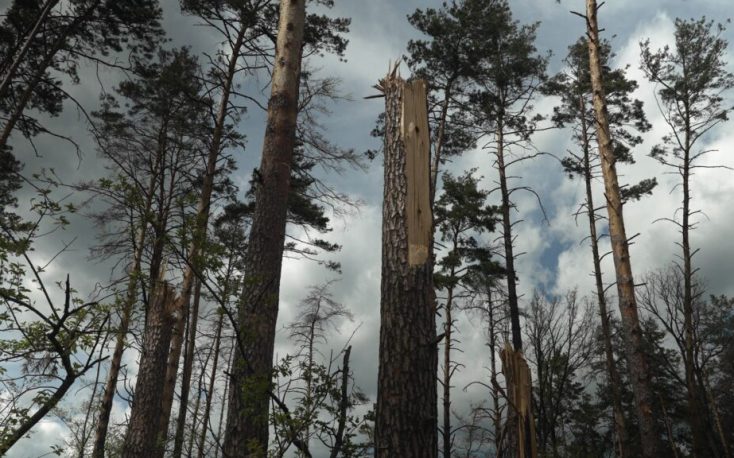 辽阳战争肆虐乌克兰的森林部门缩略图