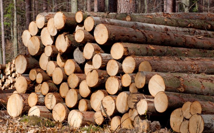 木材价格高企增加森林捷克国有企业的利润缩略图