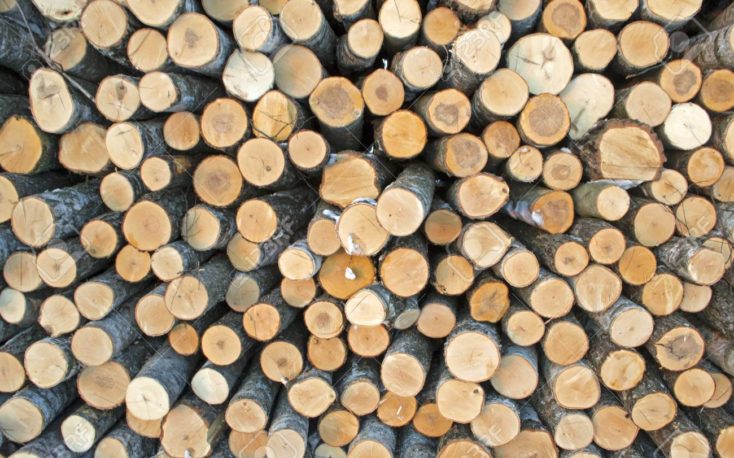 在芬兰白桦木材价格急剧上升缩略图