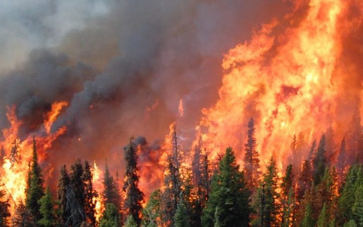 欧洲正在经历创纪录的森林火灾缩略图