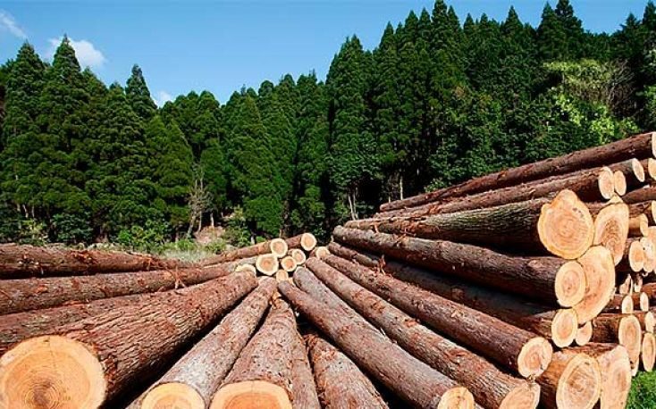 新西兰的木材出口可能面临中断俄罗斯寻求扩大到中国缩略图