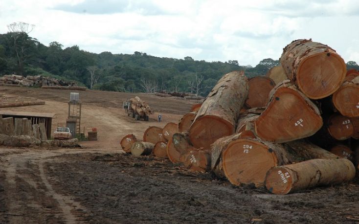 欧盟deforestation-free监管提议引发激烈争论缩略图