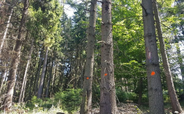 Czechia预计3000万立方米的甲虫木材从森林在2019年缩略图