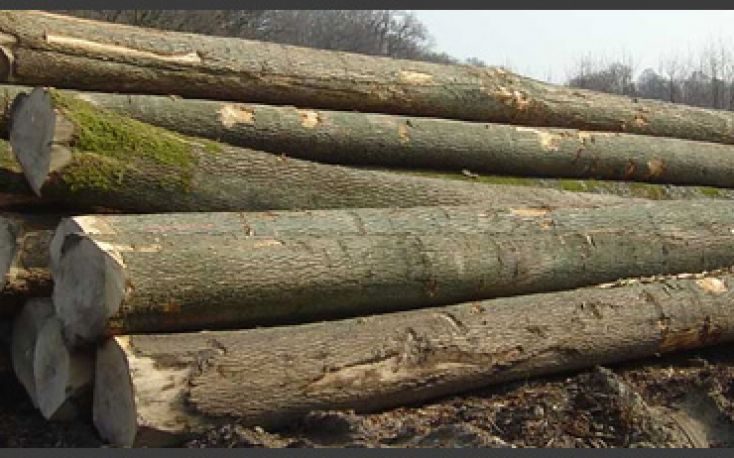 不列颠哥伦比亚计划限制原木出口缩略图